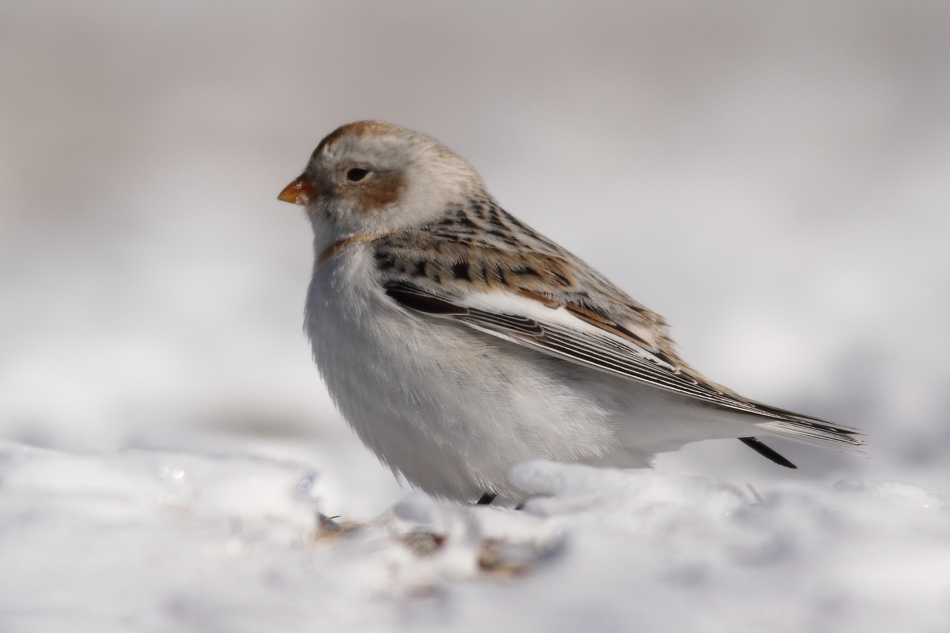 Dois dias para observar aves invernantes na Serra da Estrela