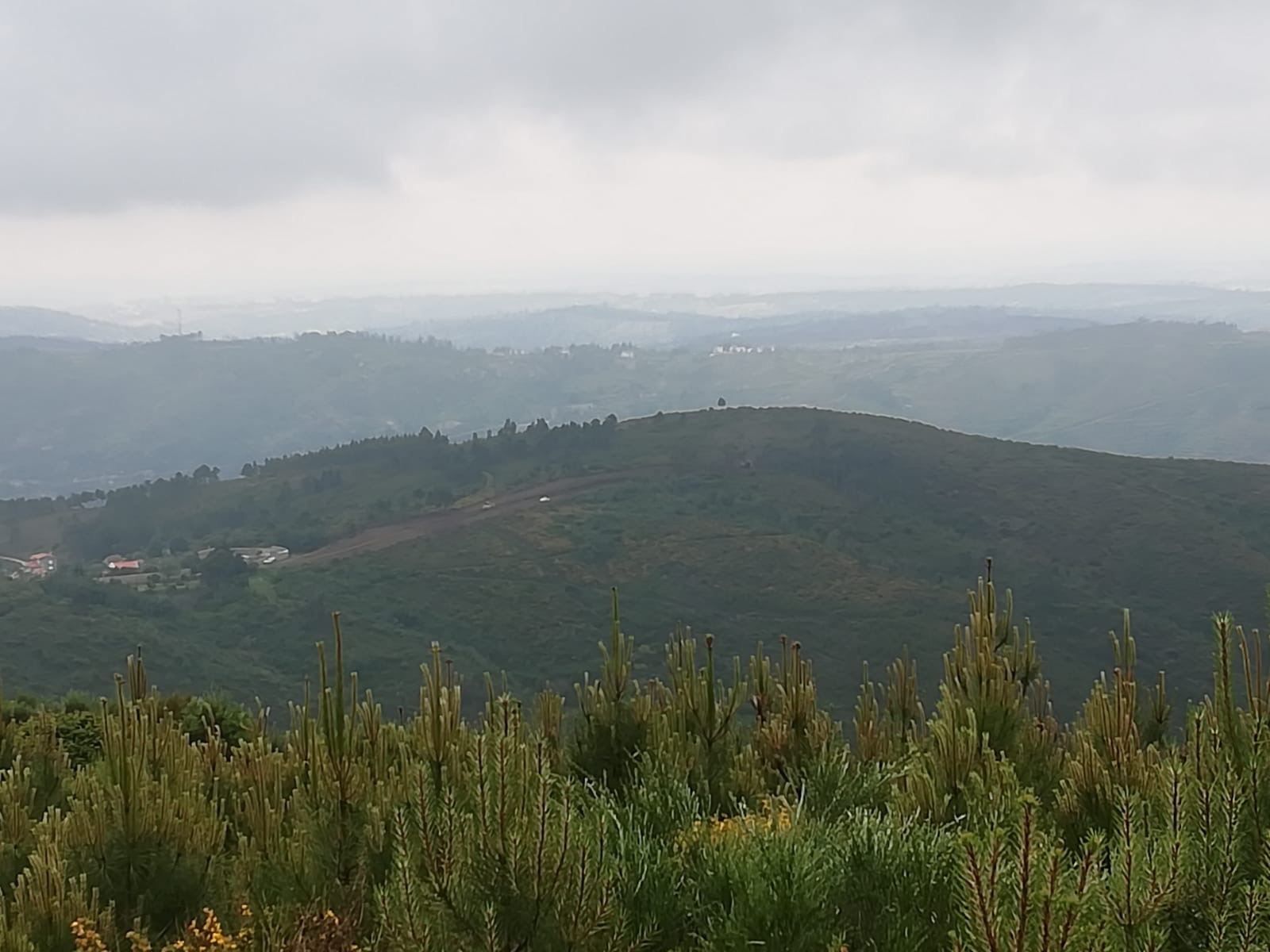 Programa MAIS Floresta disponibiliza 12,1 milhões de euros para reforço da gestão florestal