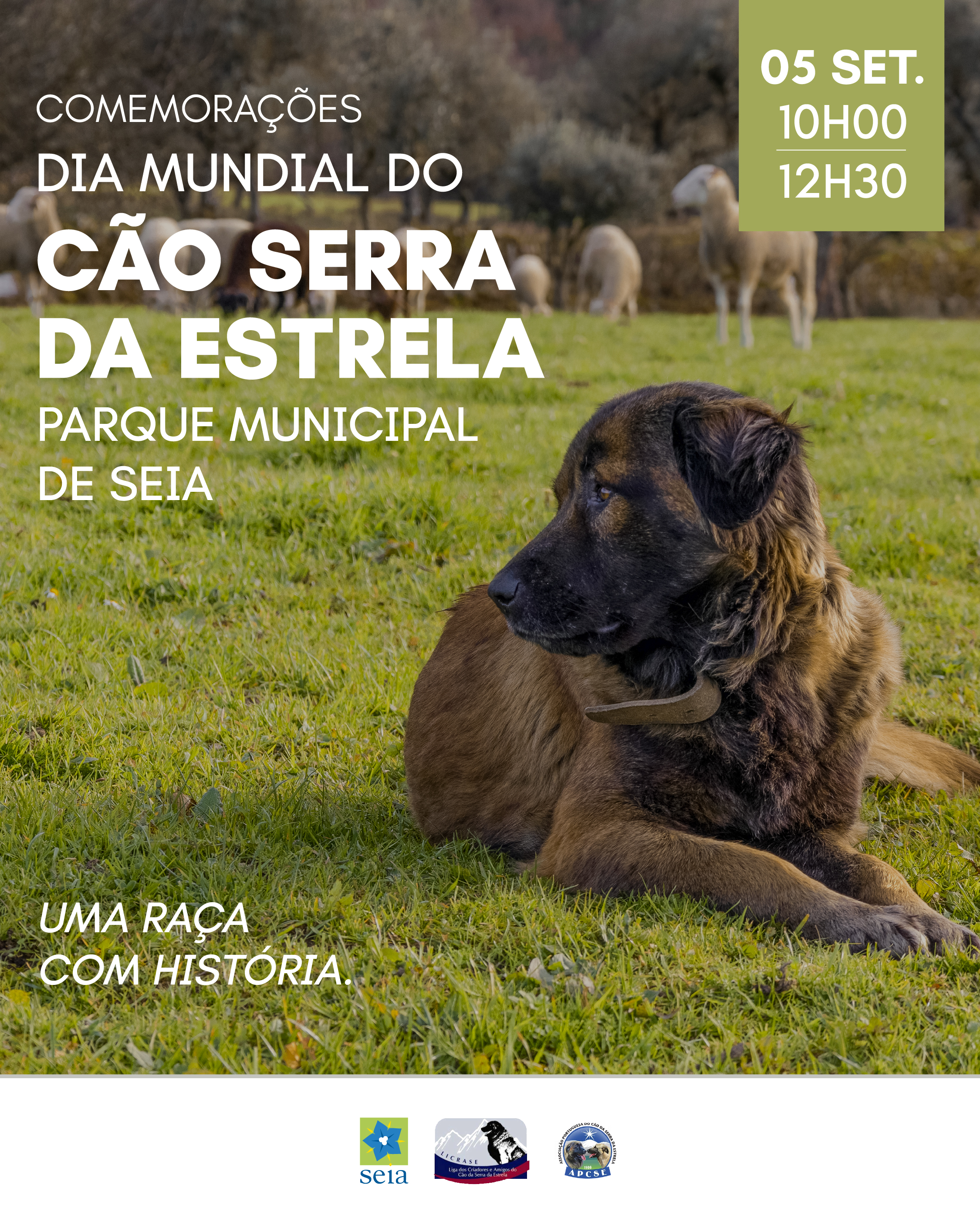 Seia celebra Dia Mundial do Cão da Serra da Estrela