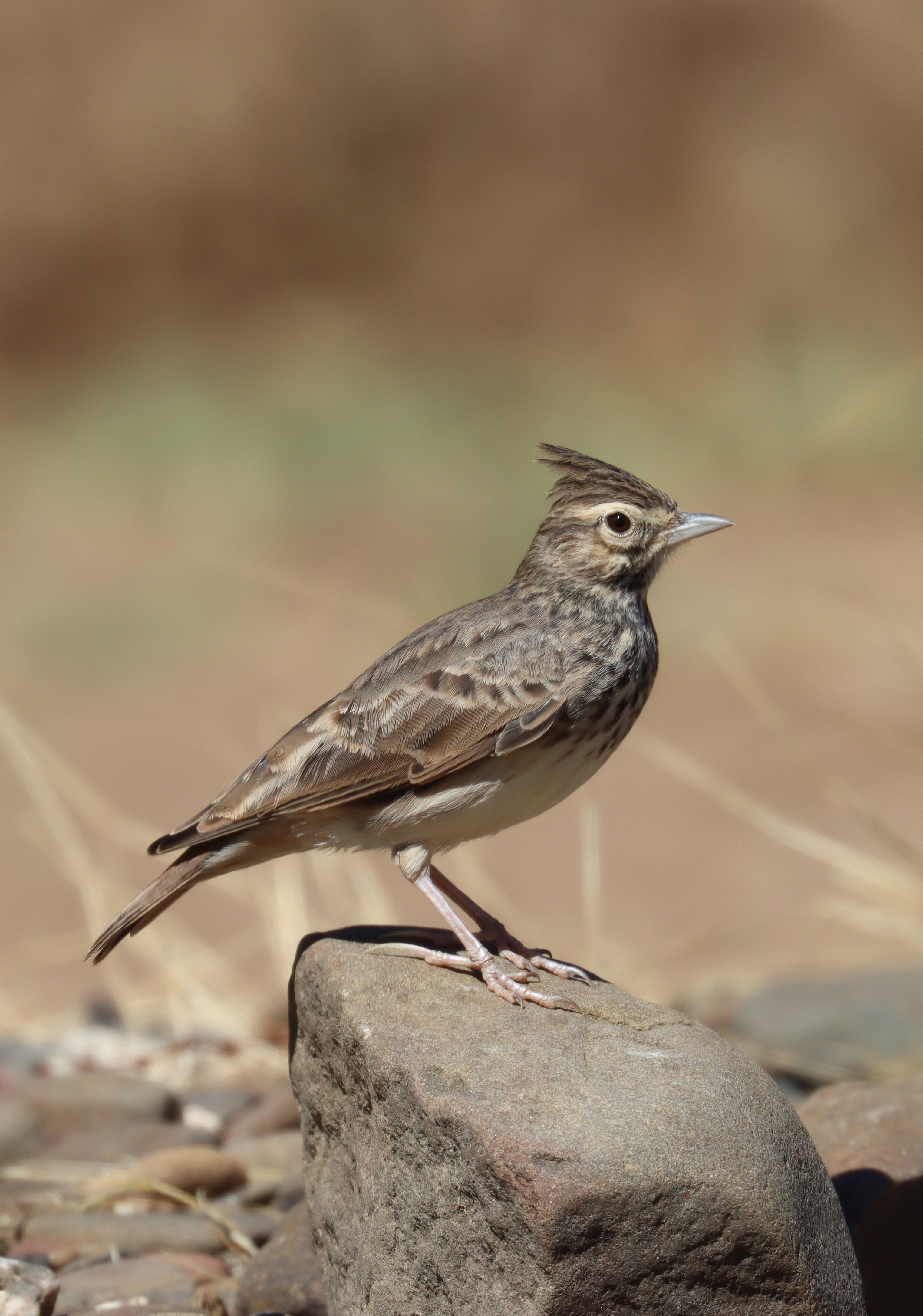 CISE e CERVAS promovem saída de campo para observação de aves na serra da Estrela